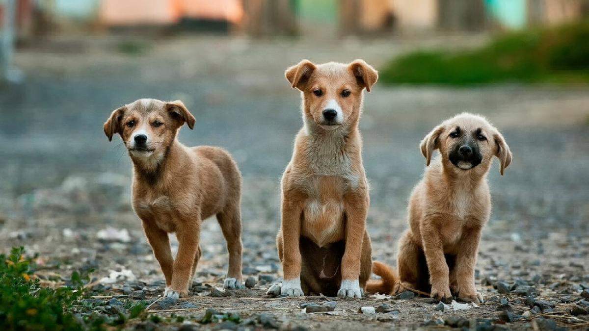 Чому косметику тестують на тваринах: як від неї відмовитися Чому косметику тестують на тваринах: як від неї відмовитися