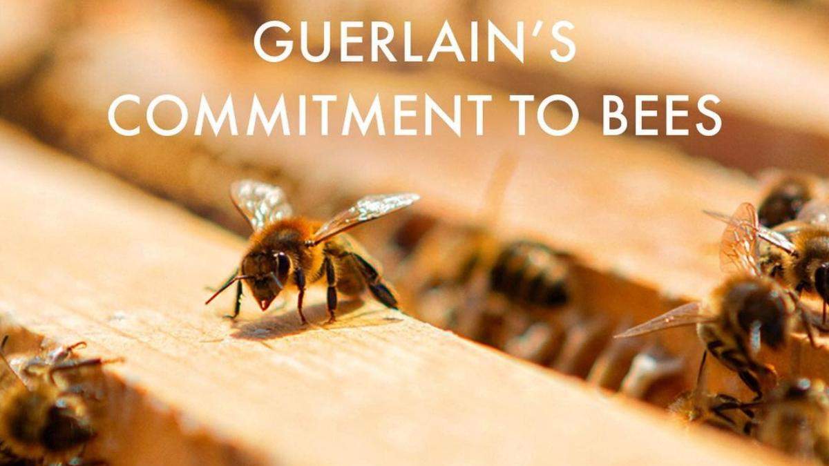 Guerlain и Анджелина Джоли запускают экопроект для пасечников Guerlain и Анджелина Джоли запускают экопроект для пасечников