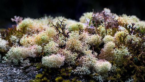 Не лише для смузі: як морський мох покращує стан шкіри – що треба знати про суперпродукт
